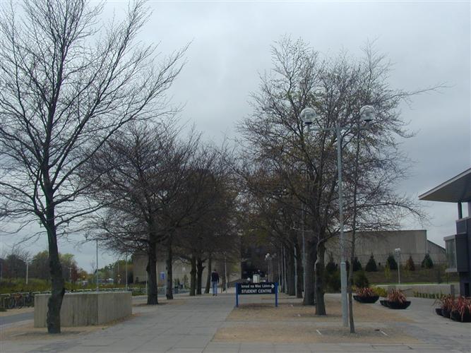 Fagus sylvatica dormant